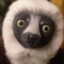 zoboomafoo