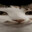 Ratatas Steam avatar