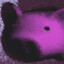 violet pig