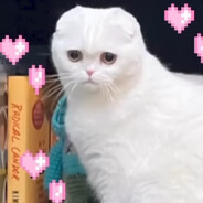 bisexual disaster