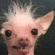 героиновая собак