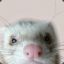 ferret_wizard