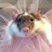 rodent