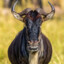 wildebeest