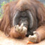 Mr Orangutan