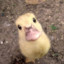 Duckling