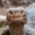 MexicanTortoise