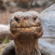 MexicanTortoise