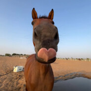 没事就爱舔肛毛的蛇头