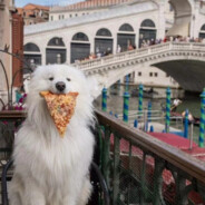 <size="70">不会就是不会啊</Size>