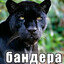 bandera