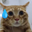 略猫区