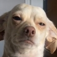 NaafNoah #RustMagic Skinfans