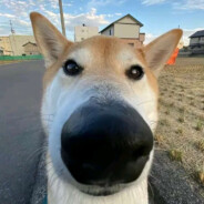 тимур арматура