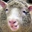 ☁ Sheep ☁