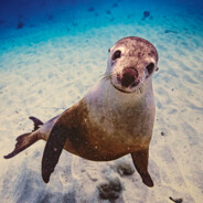 雕栏玉砌应犹在，