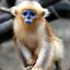 Macaco da cara azul 🍲