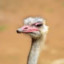 Ostrich