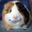 Dense Cavia