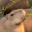 Capybara