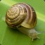 mr. snail