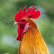 Я Антон Ичо