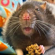 ratfuhck