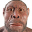 homo erectus