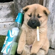 月经是子宫寂寞的眼泪