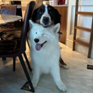 大鼻头小狗勇闯地球