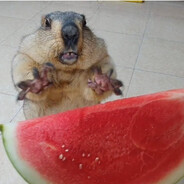 Marmot