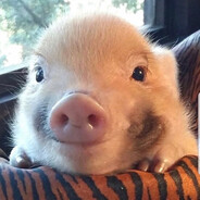 Mini-pig_228