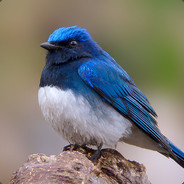 MusicalLobster