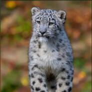 雪豹的瑞克五代