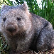 CWombat