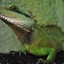 Mr. LiZaRd