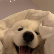 关注抖音直播间59770