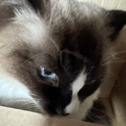 EVILCATsergeantTAICHI