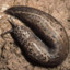 Limax maximus