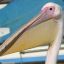 PeliCan