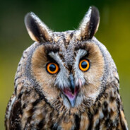 Niceowl