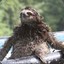 Wet Sloth