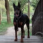 Doberman