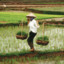 vietnamese farmer