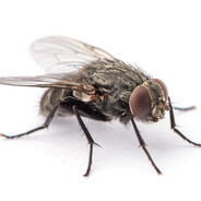 Fly