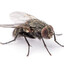 Fly