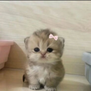 Padu