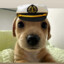 Captain Doggo