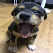 микроусатик