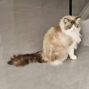 小熊维尼爱吃蜂蜜